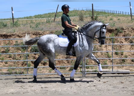 PRE Mix, Ogier, 7 lat, 175 cm, Siwa