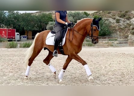 PRE Mix, Ogier, 8 lat, 160 cm, Izabelowata