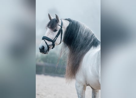 PRE, Ogier, 8 lat, 160 cm, Siwa