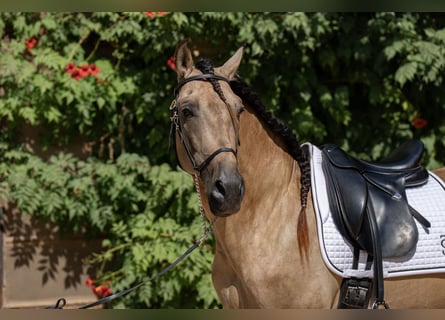 PRE Mix, Ogier, 8 lat, 162 cm, Bułana