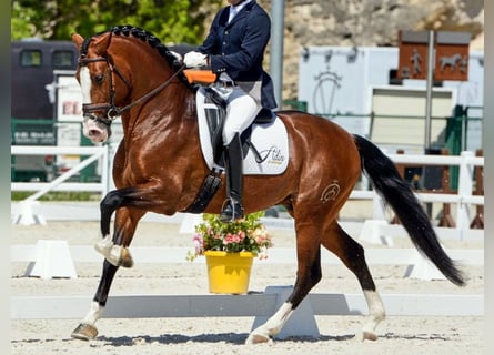 PRE Mix, Ogier, 8 lat, 165 cm, Gniada