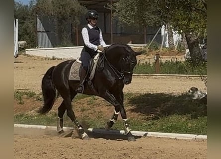 PRE Mix, Ogier, 8 lat, 165 cm, Kara
