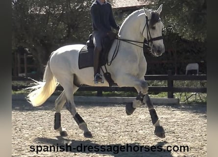 PRE Mix, Ogier, 8 lat, 171 cm, Siwa