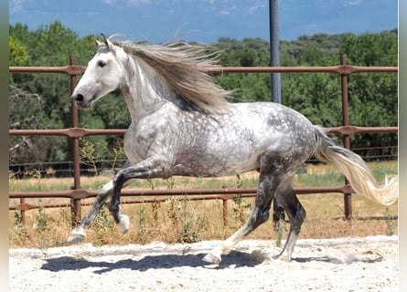 PRE Mix, Ogier, 8 lat, 175 cm, Siwa