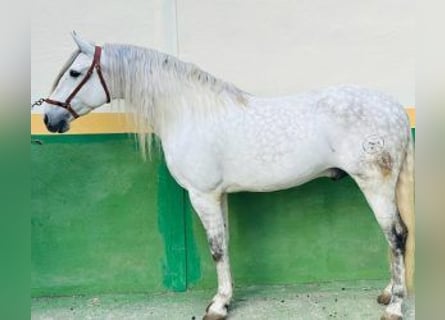 PRE Mix, Ogier, 9 lat, 163 cm, Siwa