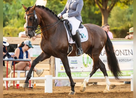 PRE Mix, Ogier, 9 lat, 170 cm, Gniada