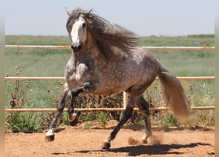 PRE Mix, Ogier, 9 lat, 170 cm, Siwa