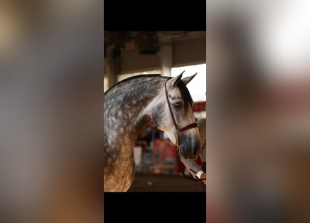 PRE, Ogier, 9 lat, 174 cm, Siwa