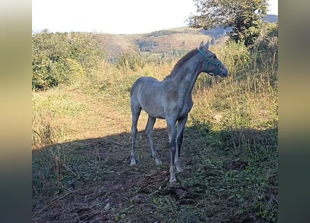 PRE, Ogier, Źrebak (03/2024), Siwa