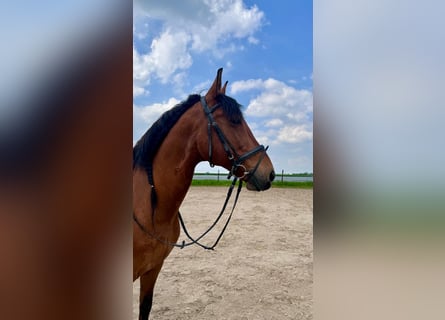 PRE Mix, Ruin, 10 Jaar, 160 cm, Bruin