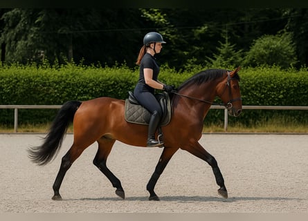 PRE, Ruin, 10 Jaar, 162 cm, Bruin