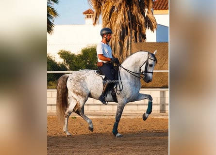 PRE Mix, Ruin, 10 Jaar, 165 cm, Schimmel