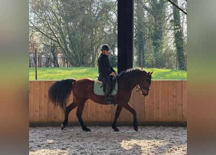 PRE Mix, Ruin, 11 Jaar, 162 cm, Bruin