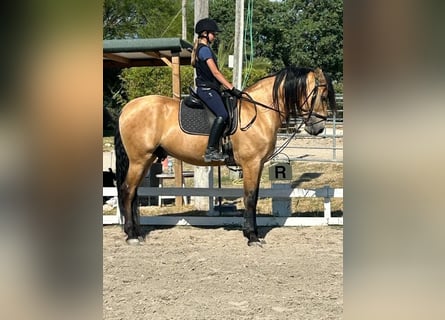 PRE Mix, Ruin, 11 Jaar, 165 cm, Buckskin