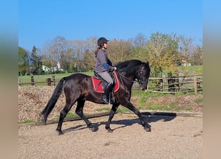 PRE Mix, Ruin, 12 Jaar, 154 cm, Zwart
