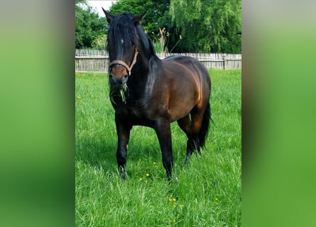 PRE Mix, Ruin, 12 Jaar, 160 cm, Donkerbruin