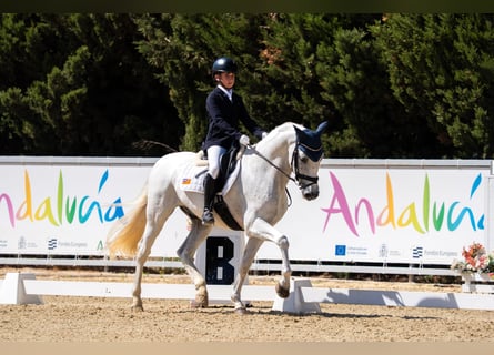 PRE Mix, Ruin, 14 Jaar, 156 cm, Schimmel