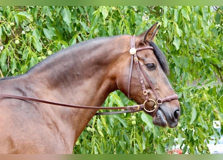 PRE, Ruin, 14 Jaar, 170 cm, Bruin