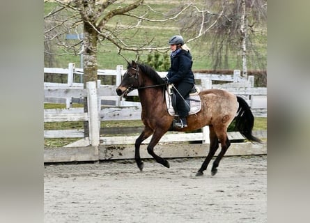 PRE Mix, Ruin, 17 Jaar, 159 cm, Falbe