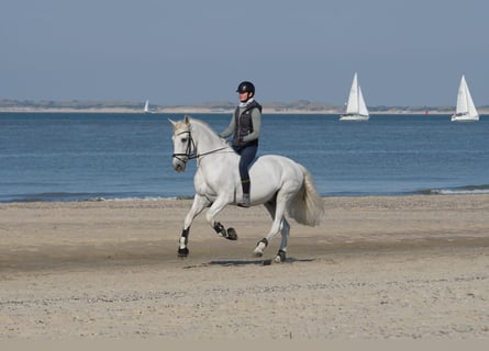 PRE Mix, Ruin, 17 Jaar, 164 cm, Schimmel