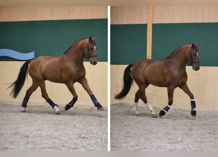 PRE Mix, Ruin, 22 Jaar, 158 cm, Vos