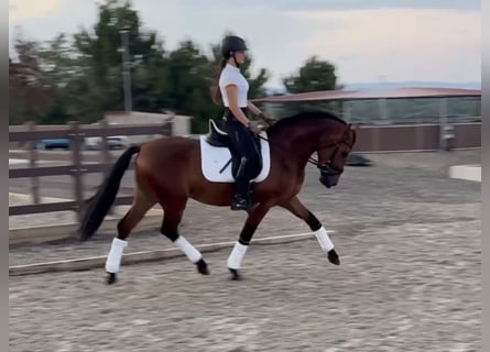 PRE Mix, Ruin, 3 Jaar, 148 cm, Bruin