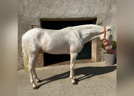 PRE Mix, Wallach, 3 Jahre, 157 cm, Cremello