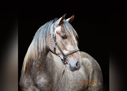 PRE Mix, Ruin, 3 Jaar, 158 cm, Schimmel