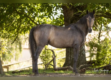 PRE Mix, Ruin, 3 Jaar, 160 cm, Brown Falb schimmel