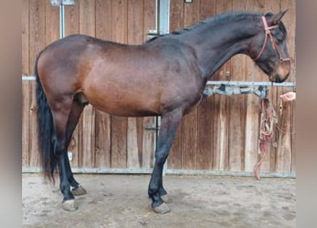 PRE Mix, Ruin, 3 Jaar, 162 cm, Roodbruin