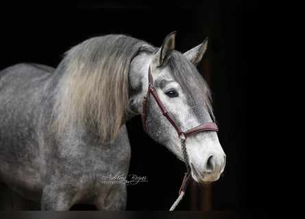 PRE Mix, Ruin, 3 Jaar, 165 cm, Schimmel