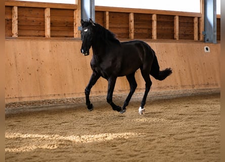 PRE, Ruin, 3 Jaar, 165 cm, Zwart