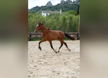 PRE, Ruin, 3 Jaar, 168 cm, Bruin