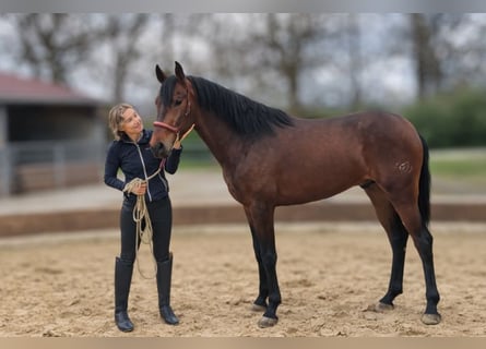 PRE, Ruin, 3 Jaar, Bruin