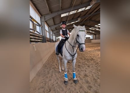 PRE Mix, Ruin, 4 Jaar, 155 cm, Appelschimmel
