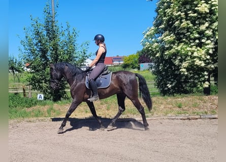 PRE Mix, Ruin, 4 Jaar, 157 cm, Zwart