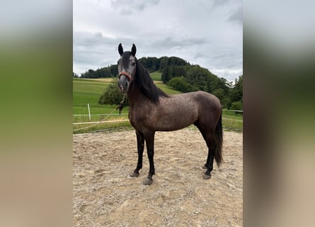 PRE Mix, Ruin, 4 Jaar, 157 cm, Zwartschimmel