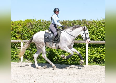 PRE Mix, Ruin, 4 Jaar, 158 cm