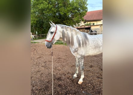 PRE Mix, Ruin, 4 Jaar, 158 cm, Schimmel