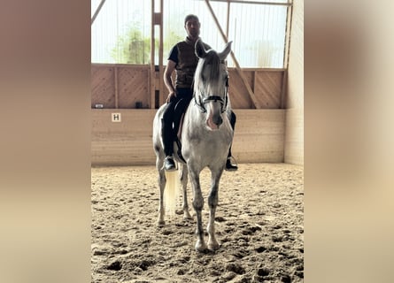PRE Mix, Ruin, 4 Jaar, 158 cm, Schimmel