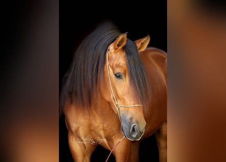 PRE Mix, Ruin, 4 Jaar, 160 cm, Bruin