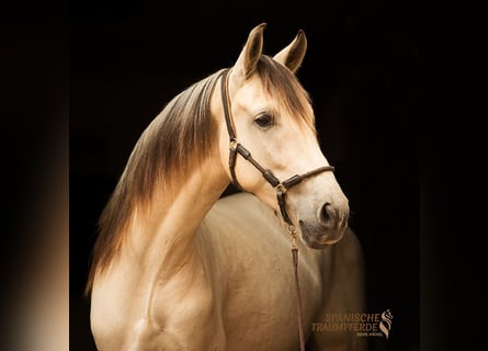 PRE Mix, Ruin, 4 Jaar, 160 cm, Falbe
