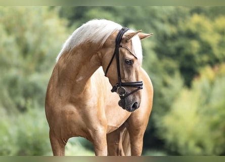 PRE Mix, Ruin, 4 Jaar, 160 cm, Palomino