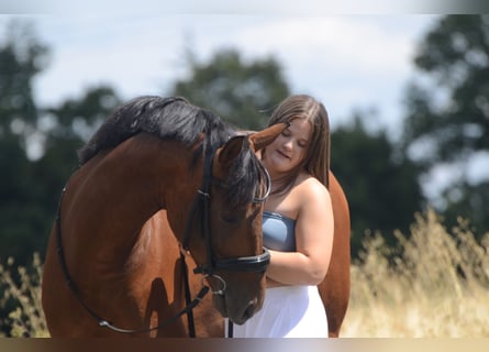PRE Mix, Ruin, 4 Jaar, 161 cm, Bruin