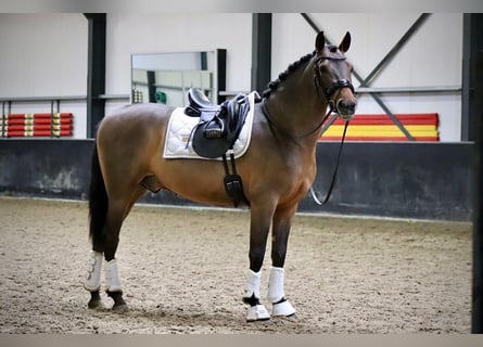 PRE Mix, Ruin, 4 Jaar, 161 cm, Bruin