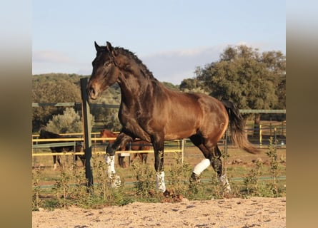 PRE, Ruin, 4 Jaar, 165 cm, Schimmel