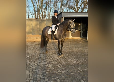 PRE Mix, Ruin, 4 Jaar, 168 cm, Schimmel