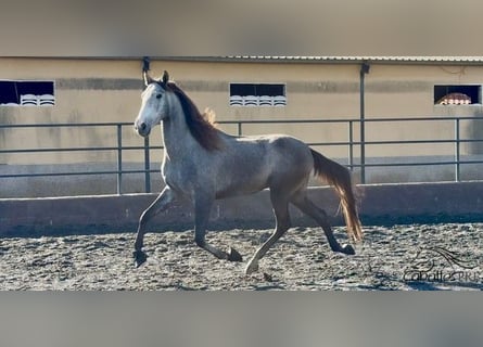 PRE Mix, Ruin, 4 Jaar, 170 cm, Schimmel