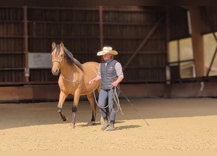 PRE, Ruin, 5 Jaar, 156 cm, Falbe
