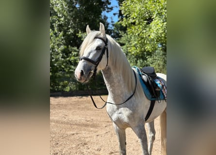 PRE Mix, Ruin, 5 Jaar, 158 cm, Schimmel